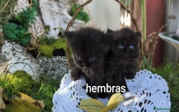 Persa gatos en venta: Gatitos persas  - Imagen 5