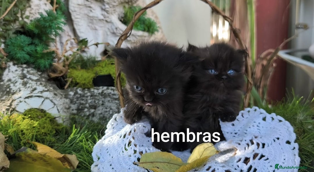 Persa gatos en venta: Gatitos persas  - Imagen 5