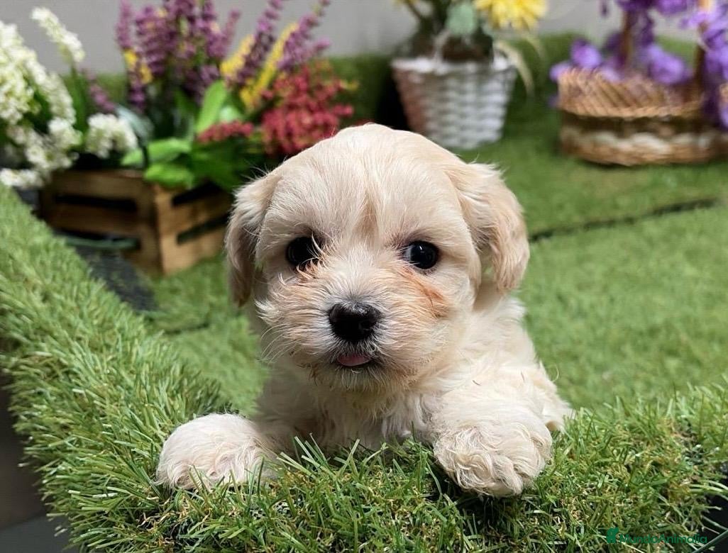 Maltipoo perros Maltipoo hembra disponible!! - Anuncio 1