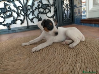 Ratonero Bodeguero Andaluz perros - Anuncio 2