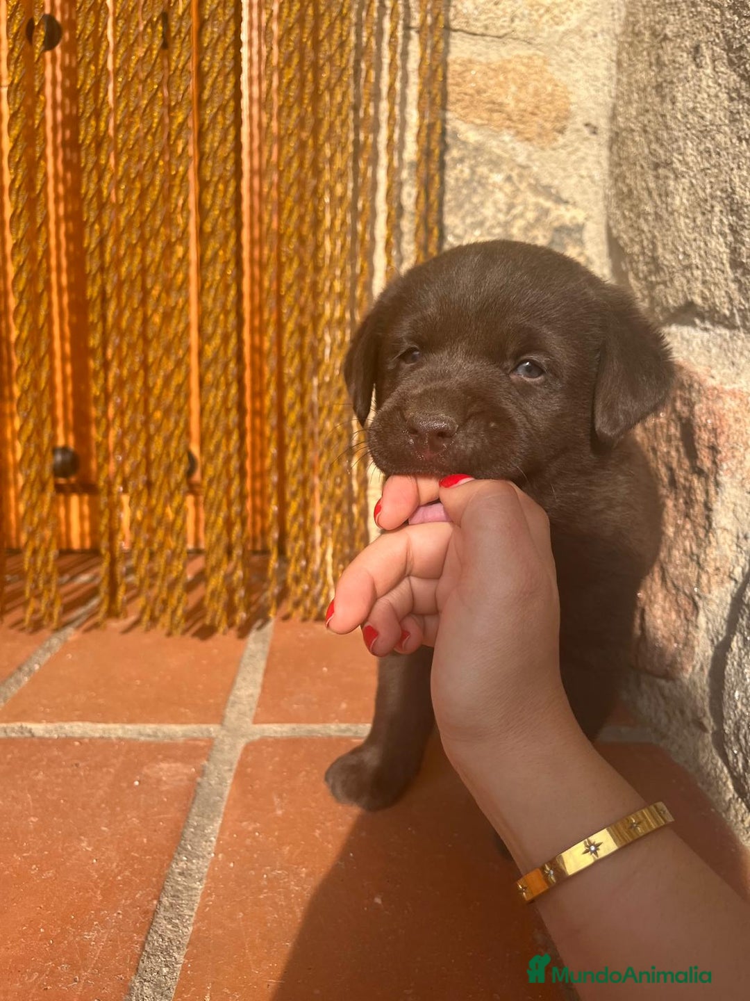 Labrador Retriever perros en venta: Cachorro macho chocolate con pedigree LOE  - Imagen 6