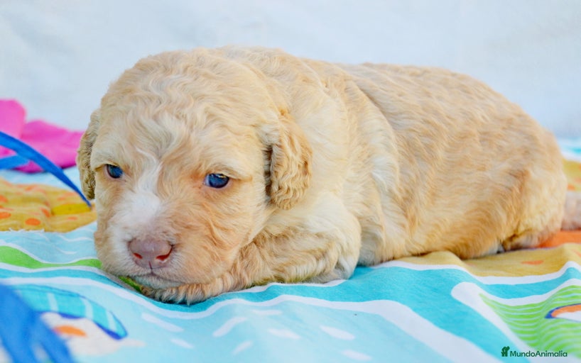 Imagen de galería {{count}}