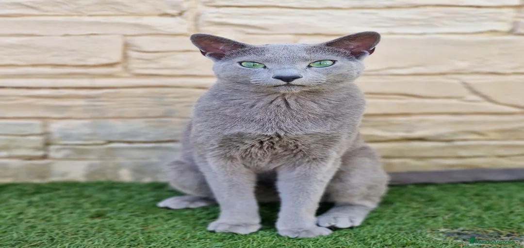 Imagen de galería {{count}}