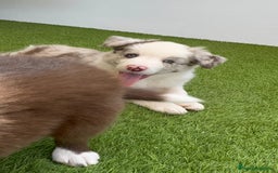 Border Collie perros en venta: BORDER COLLIE MERLE MACHO - Imagen 12