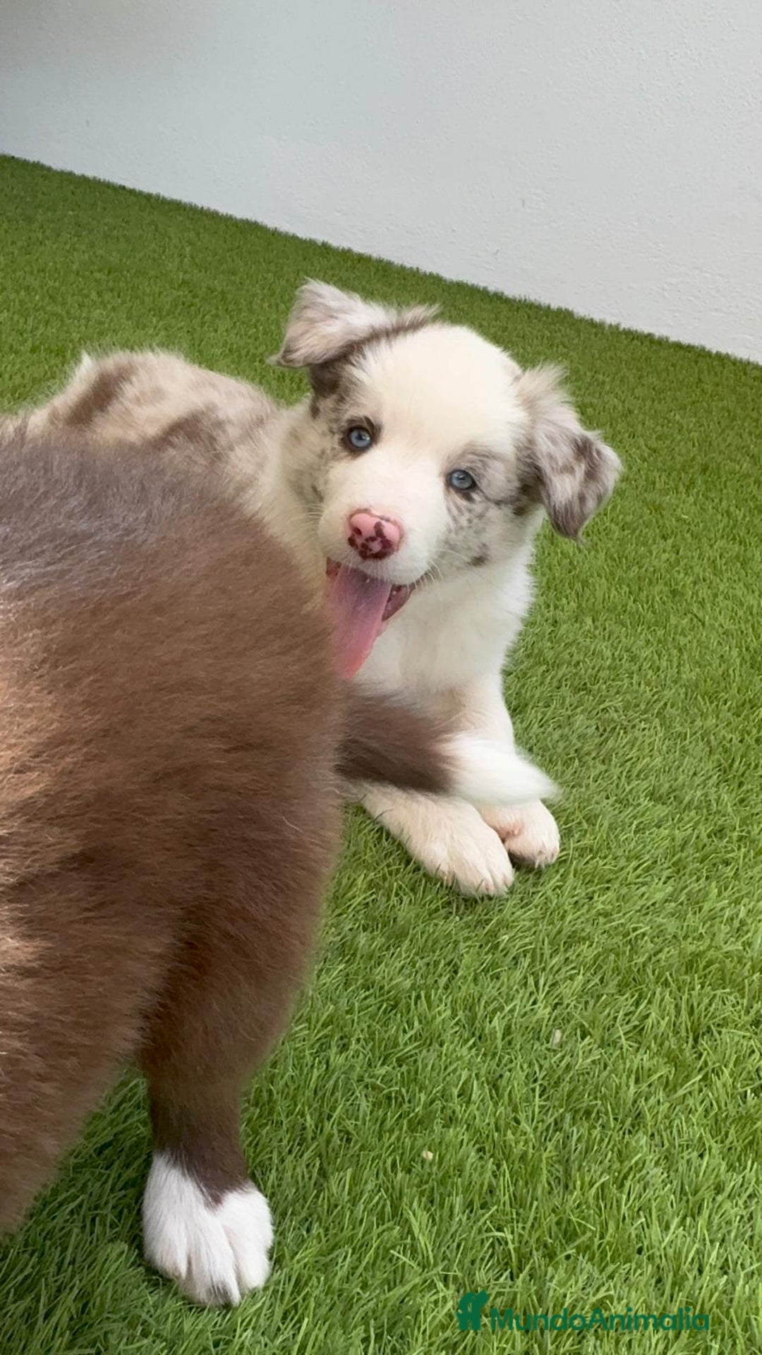 Border Collie perros en venta: BORDER COLLIE MERLE MACHO - Imagen 12
