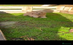 Caniche Toy perros en venta: Última caniche toy hembra!!! - Anuncio 2