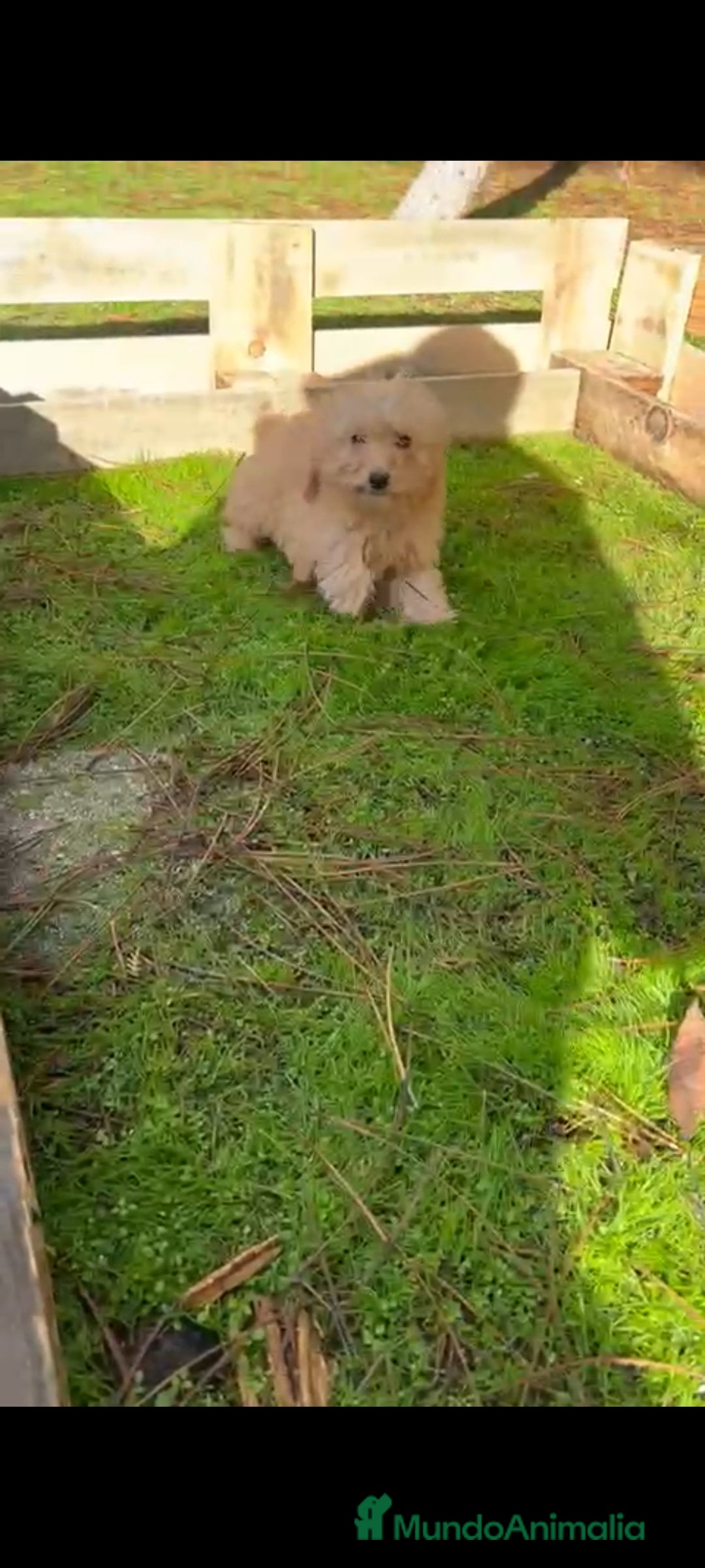 Caniche Toy perros en venta: Última caniche toy hembra!!! - Anuncio 2