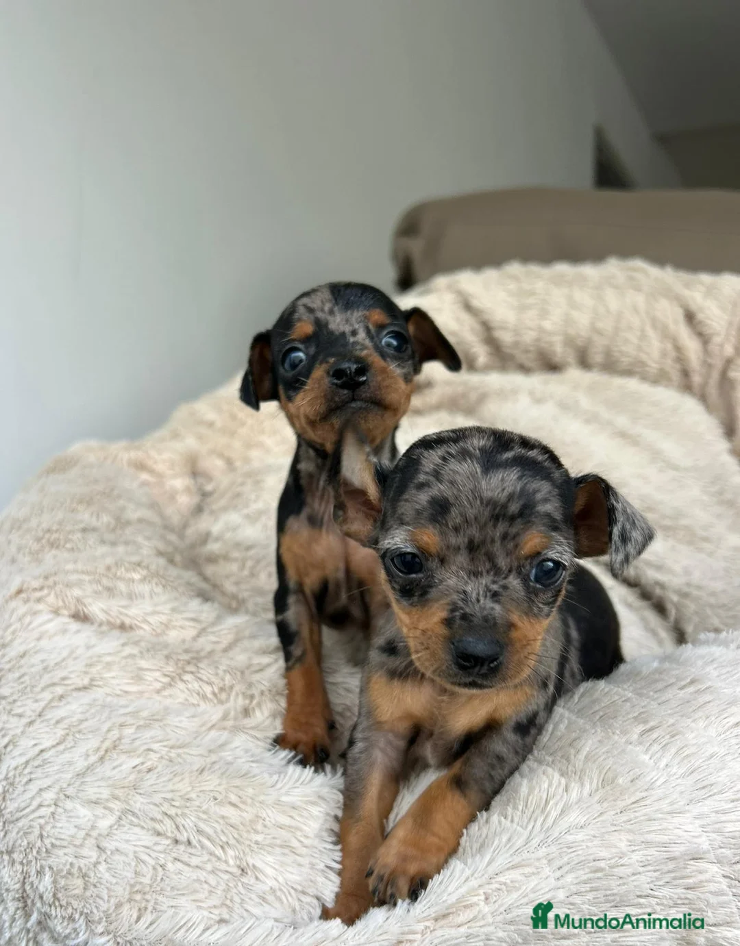 Ratón de Praga perros en venta: Ratón de praga - Anuncio 2