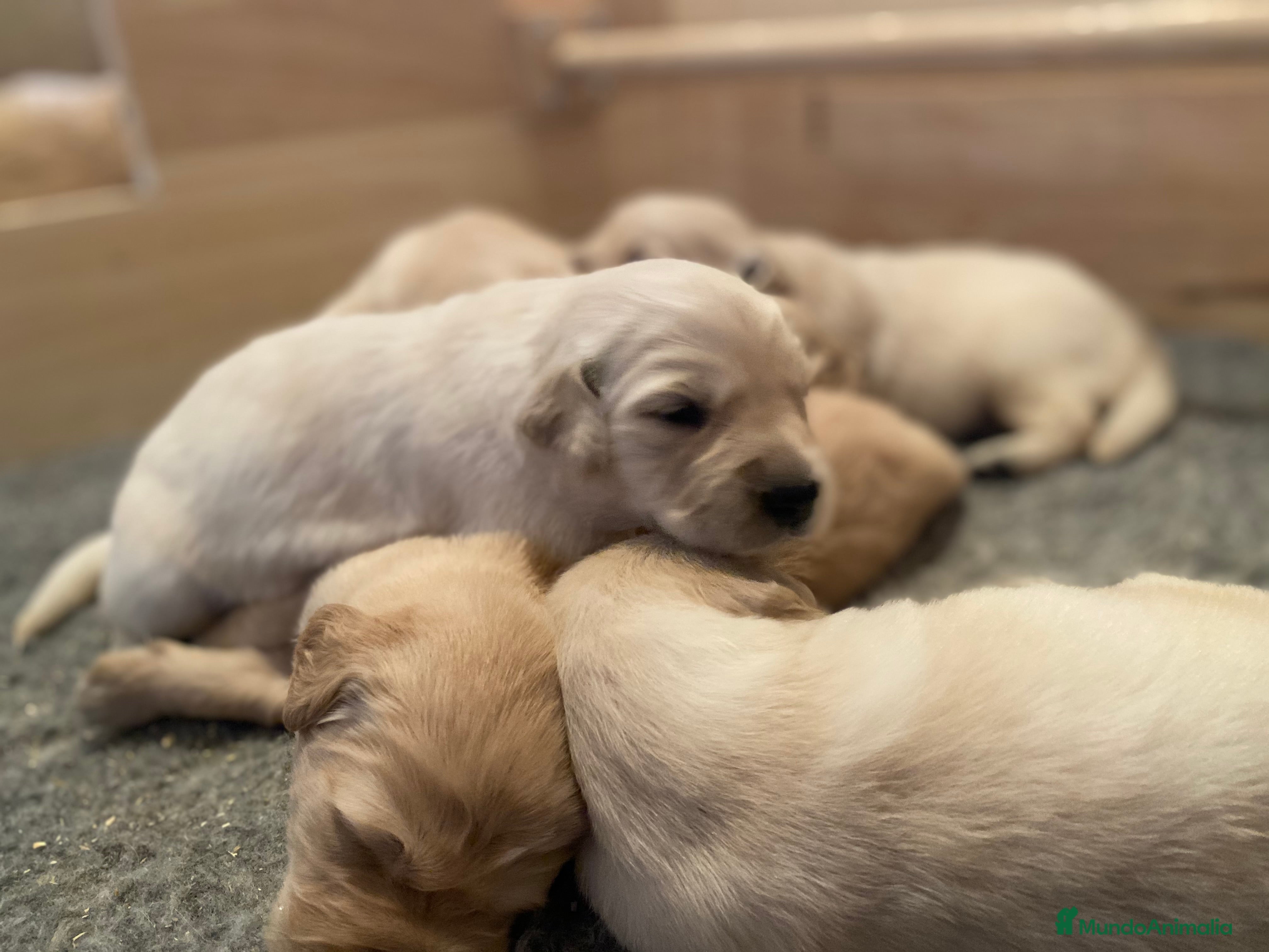 Golden Retriever perros CAMADAS DE GOLDEN - Anuncio 2