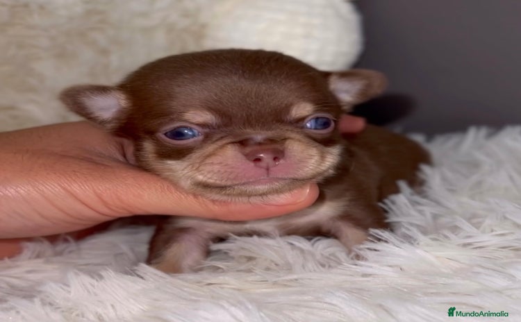 Chihuahua perros - Anuncio 7
