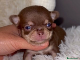 Chihuahua perros - Anuncio 7