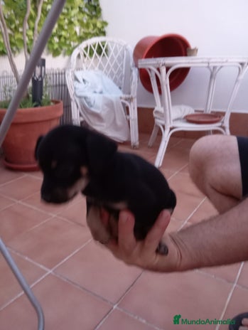 Ratón de Praga perros - Anuncio 1