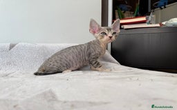 Devon Rex gatos en venta: Excelente camada de Devon rex💙 - Imagen 2