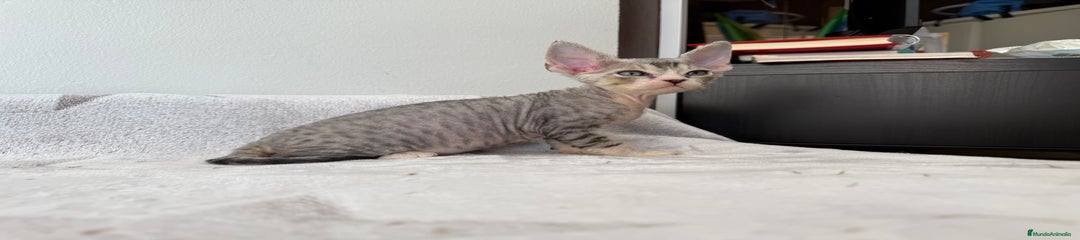 Devon Rex Gatito 2