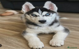 Husky Siberiano perros en venta: Husky siberiano  en Salamanca - Imagen 2