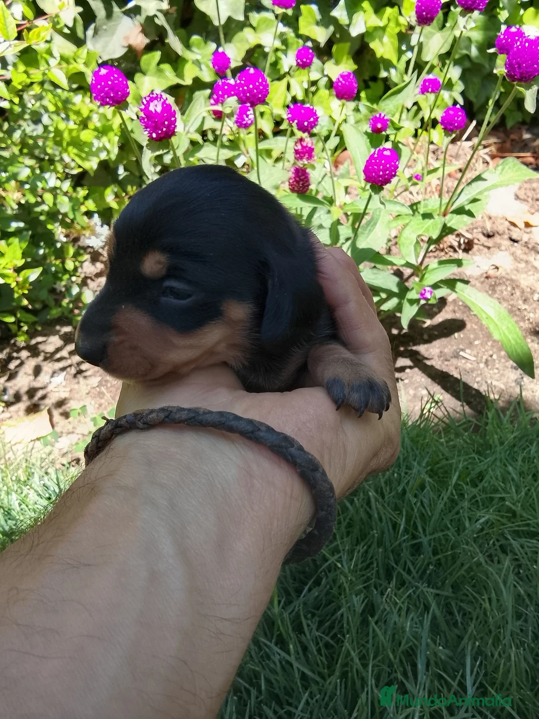 Teckel Miniatura perros en venta: Cacharros de teckel miniatura  - Anuncio 8