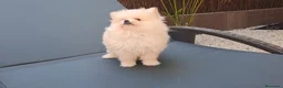 Pomerania perros en venta: Cachorrita Lulu de Pomerania Toy  - Anuncio 2