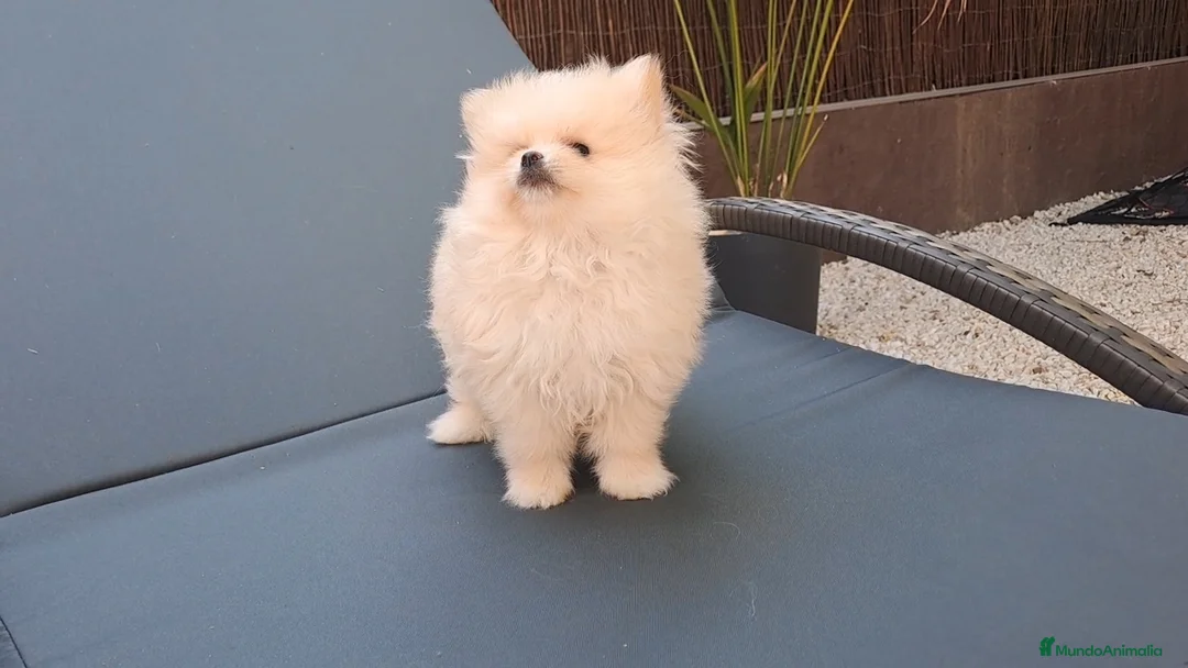 Pomerania perros en venta: Cachorrita Lulu de Pomerania Toy  - Anuncio 2