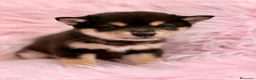 Shiba Inu perros en venta: CAMADA DE SHIBA INU DISPONIBLES - Anuncio 6
