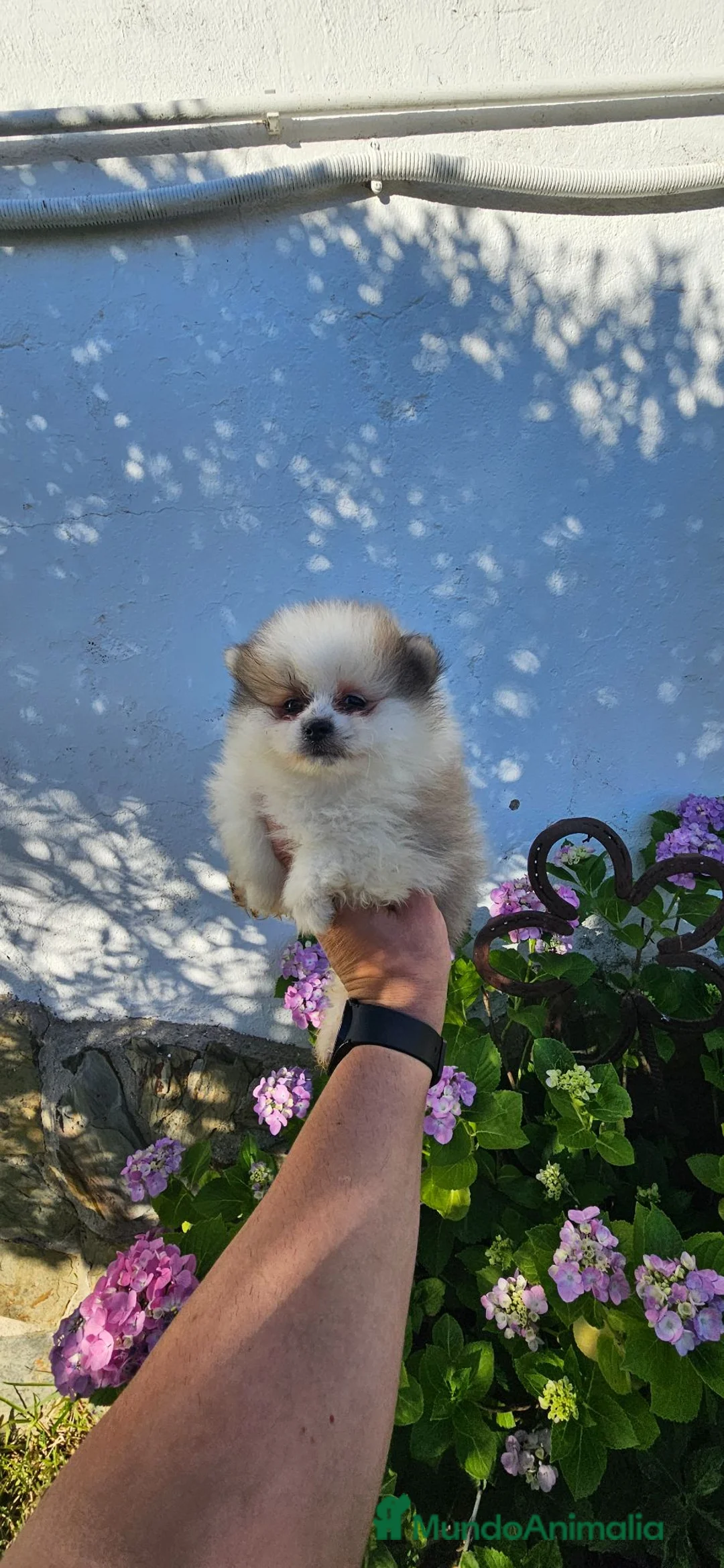 Pomerania perros en venta: Cachorro de pomerania, precio real.  - Anuncio 2