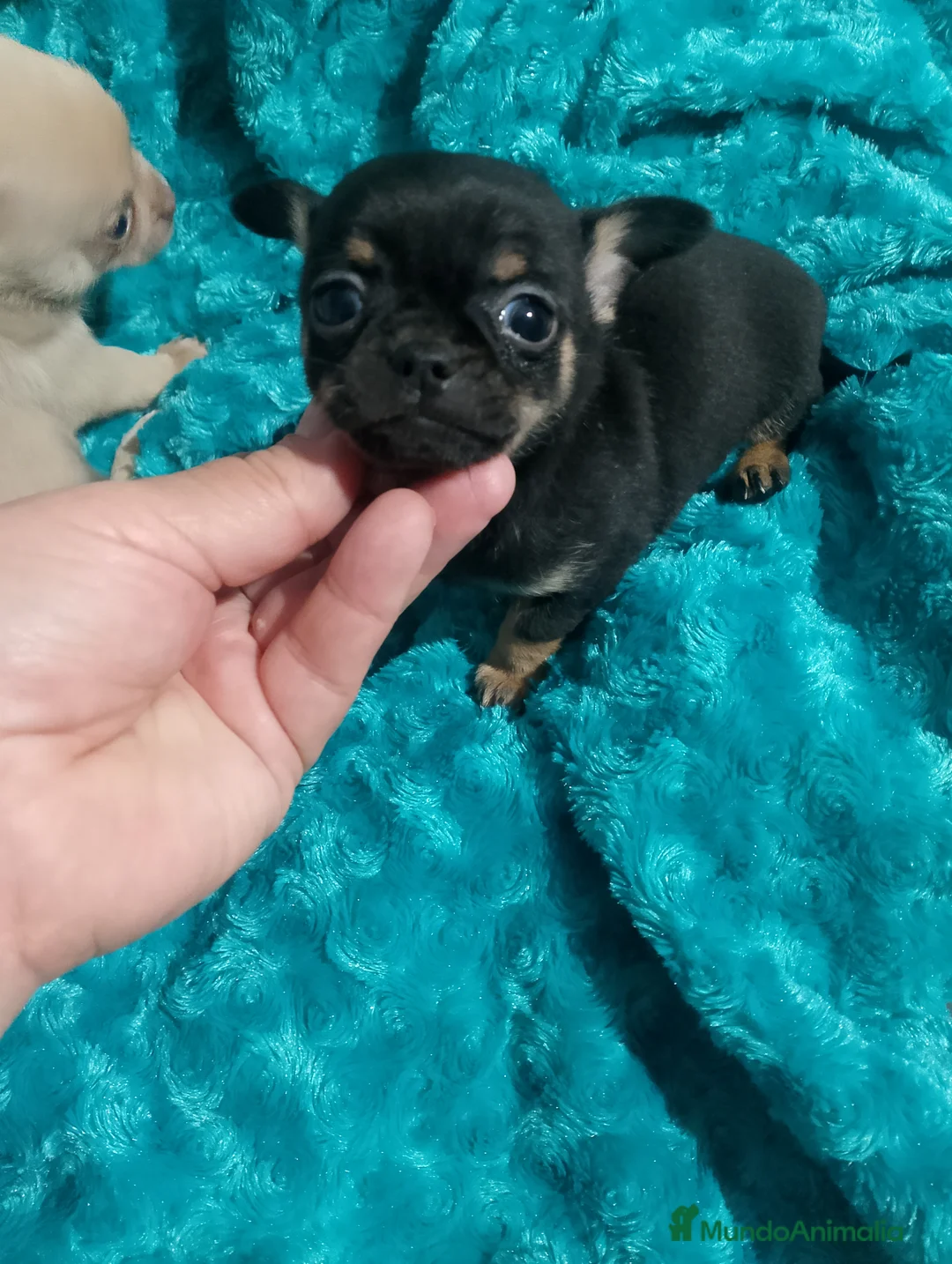 Chihuahua perros en venta:  chihuahua lilac ojos azul grises una pasada  - Anuncio 12