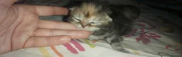 Scottish Fold gatos en venta: 2 Preciosas gatitas fold gemelas  - Anuncio 2
