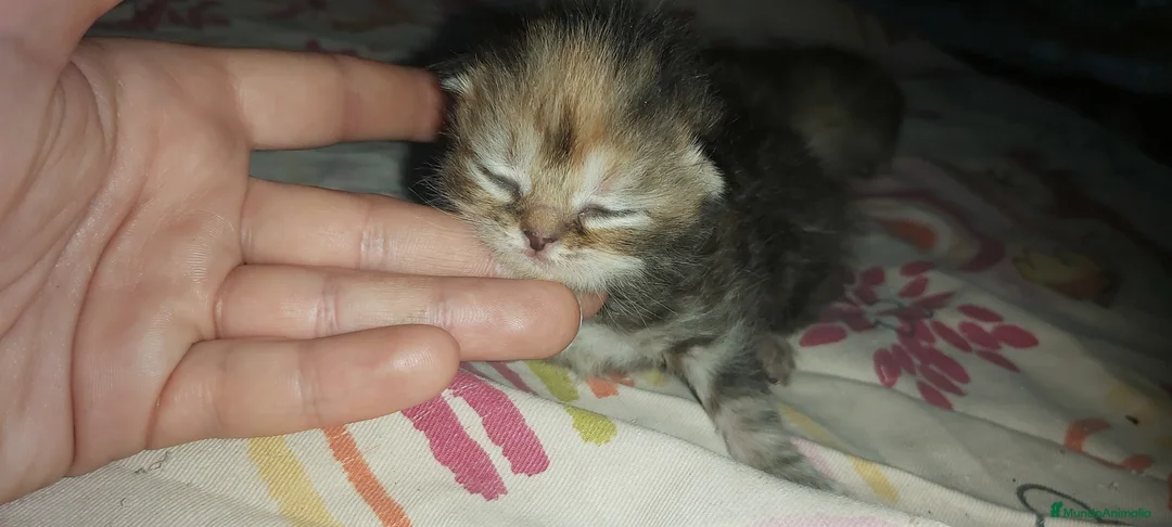 Scottish Fold gatos en venta: 2 Preciosas gatitas fold gemelas  - Anuncio 2