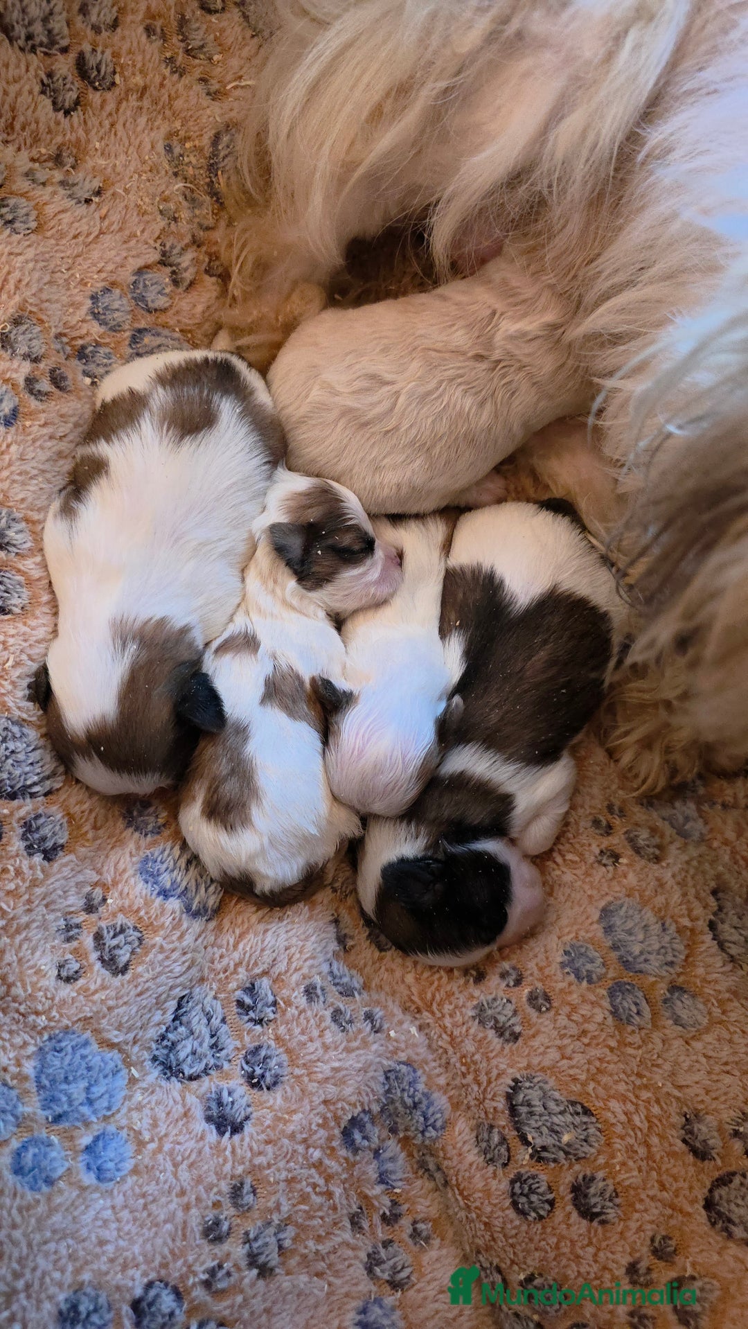 Shih Tzu perros en venta: Shih-tzu  - Anuncio 2