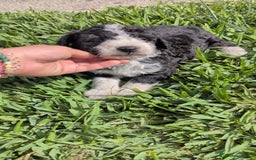 Perro de Agua Español perros en venta: Perro de agua  - Imagen 15