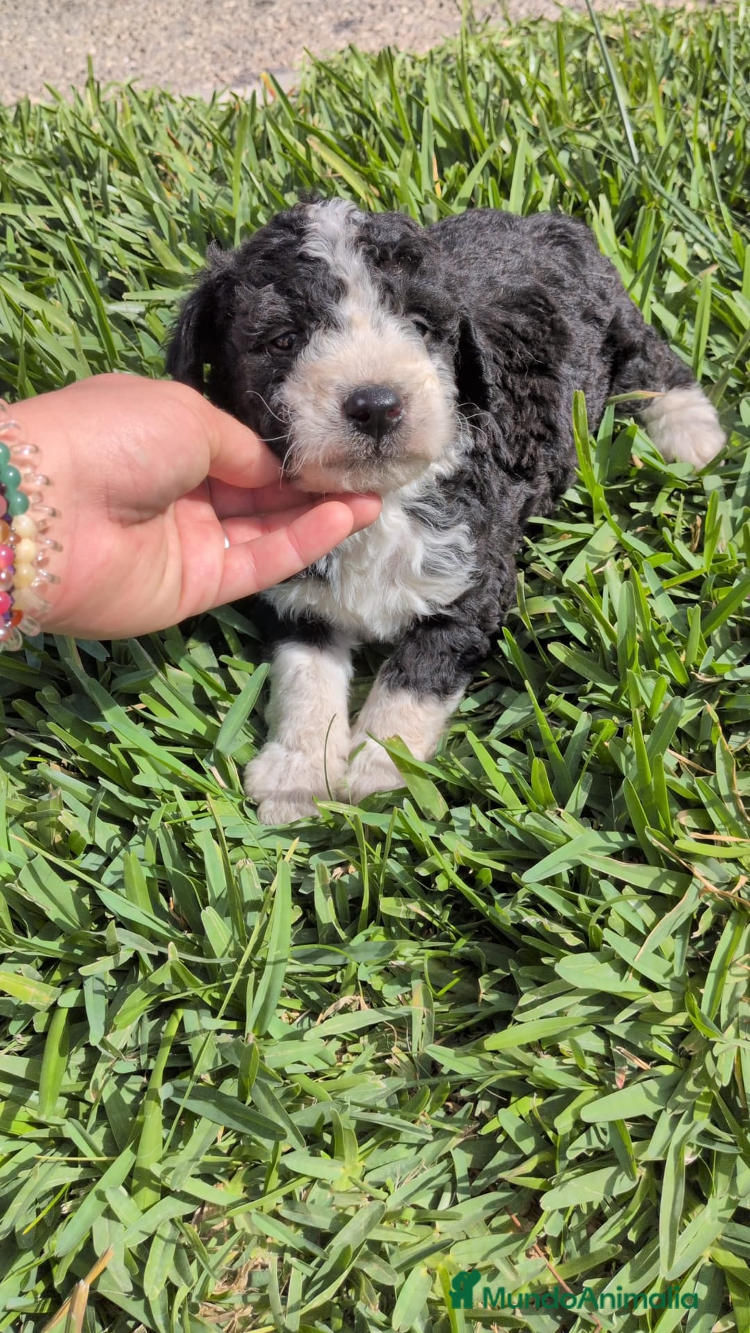 Perro de Agua Español perros en venta: Perro de agua  - Imagen 15