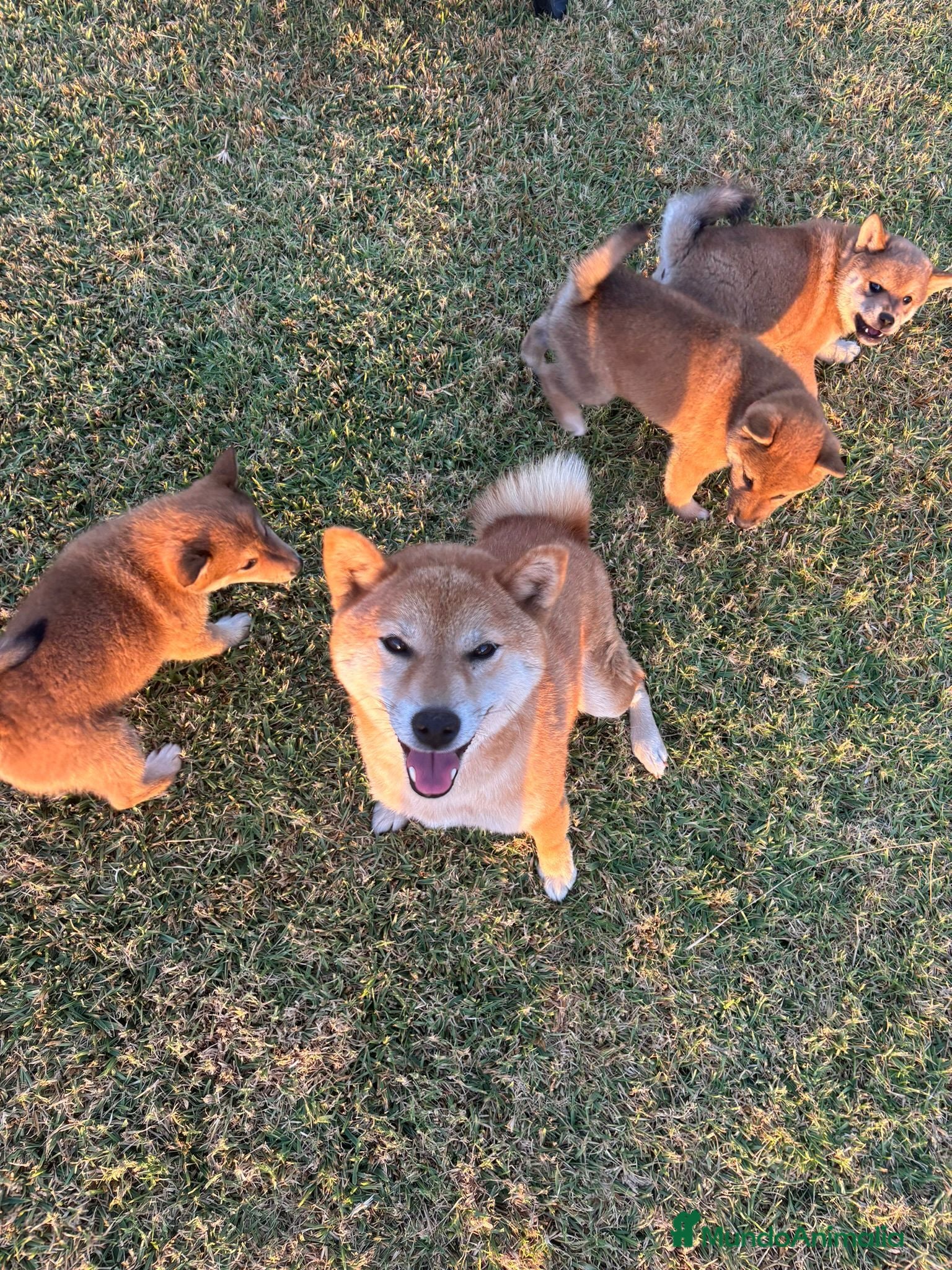 Shiba Inu perros SHIBA INU EN PONTEVEDRA - Anuncio 1