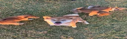 Shiba Inu perros en venta: SHIBA INU EN PONTEVEDRA - Anuncio 1