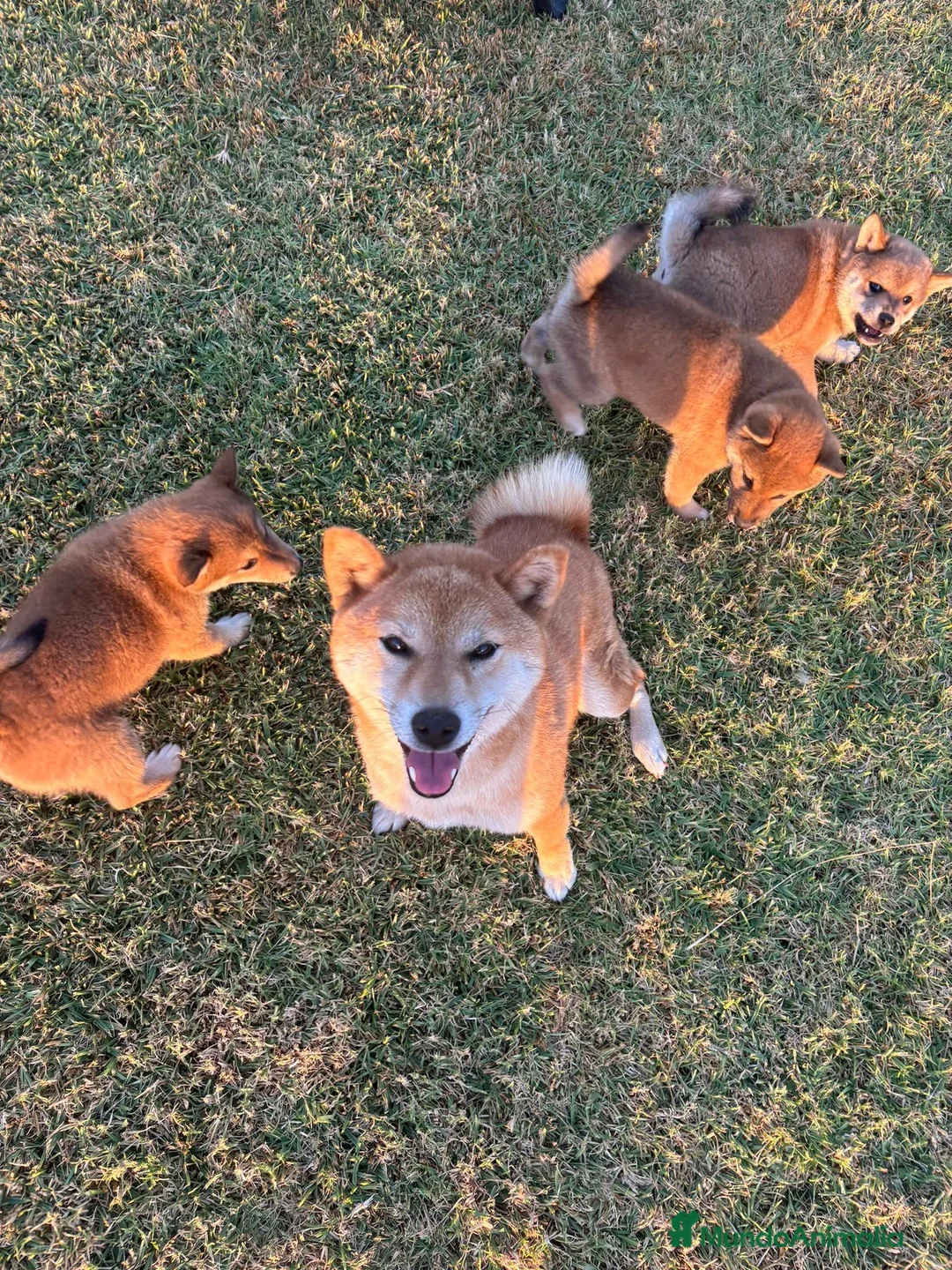 Shiba Inu perros en venta: SHIBA INU EN PONTEVEDRA - Anuncio 1