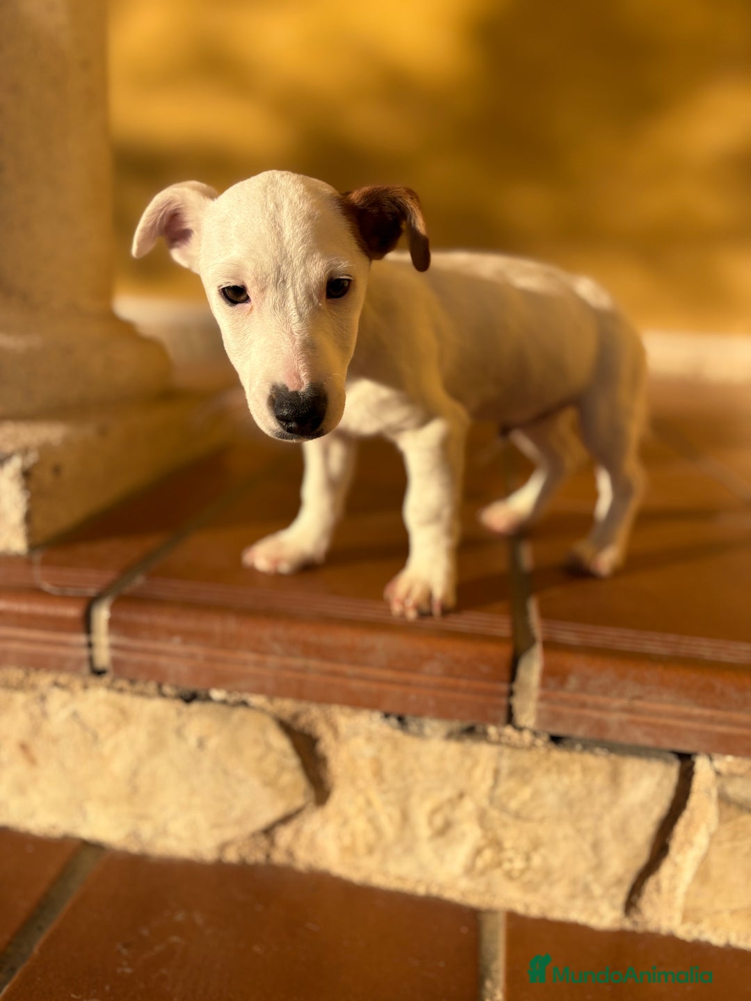 Jack Russell Terrier perros en venta: Cachorro macho de Jack Russell  - Anuncio 21