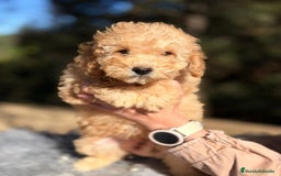 Caniche Toy perros en venta: Caniche Apricot Disponible - Anuncio 2