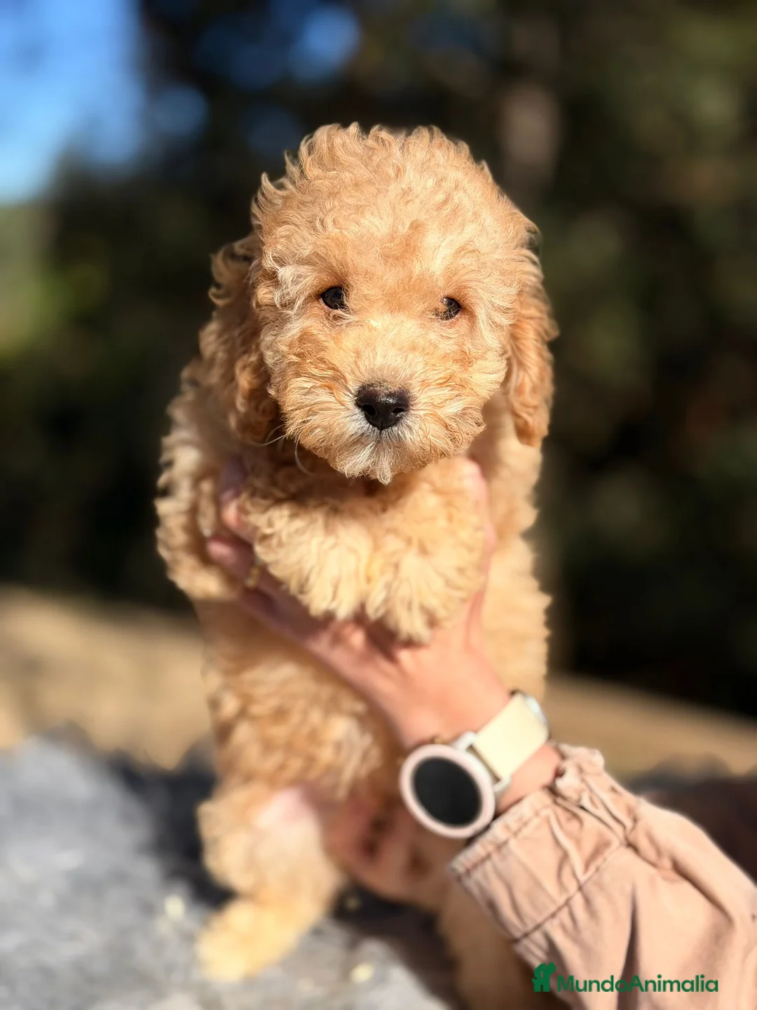 Caniche Toy perros en venta: Caniche Apricot Disponible - Anuncio 2