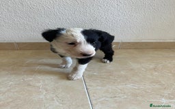 Border Collie perros en venta: BORDER COLLIE - Imagen 1
