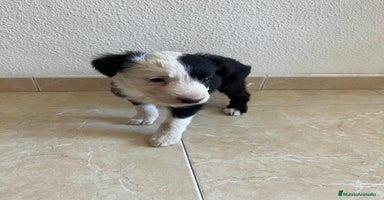 Border Collie perros - Anuncio 11