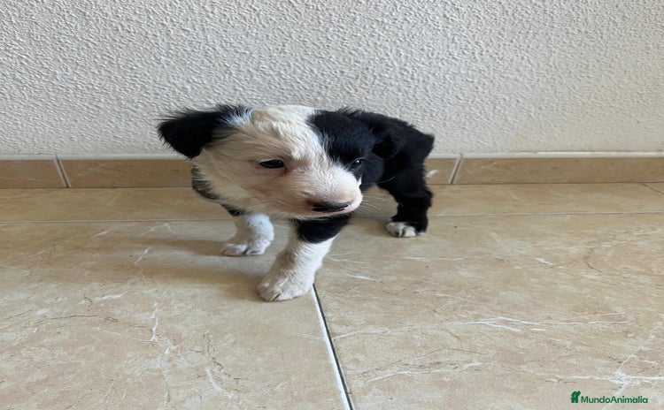 Border Collie perros - Propaganda 3