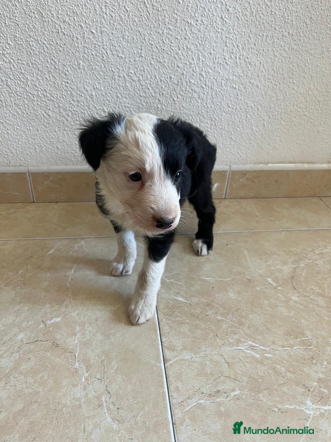 Border Collie perros en venta: BORDER COLLIE - Imagen 1