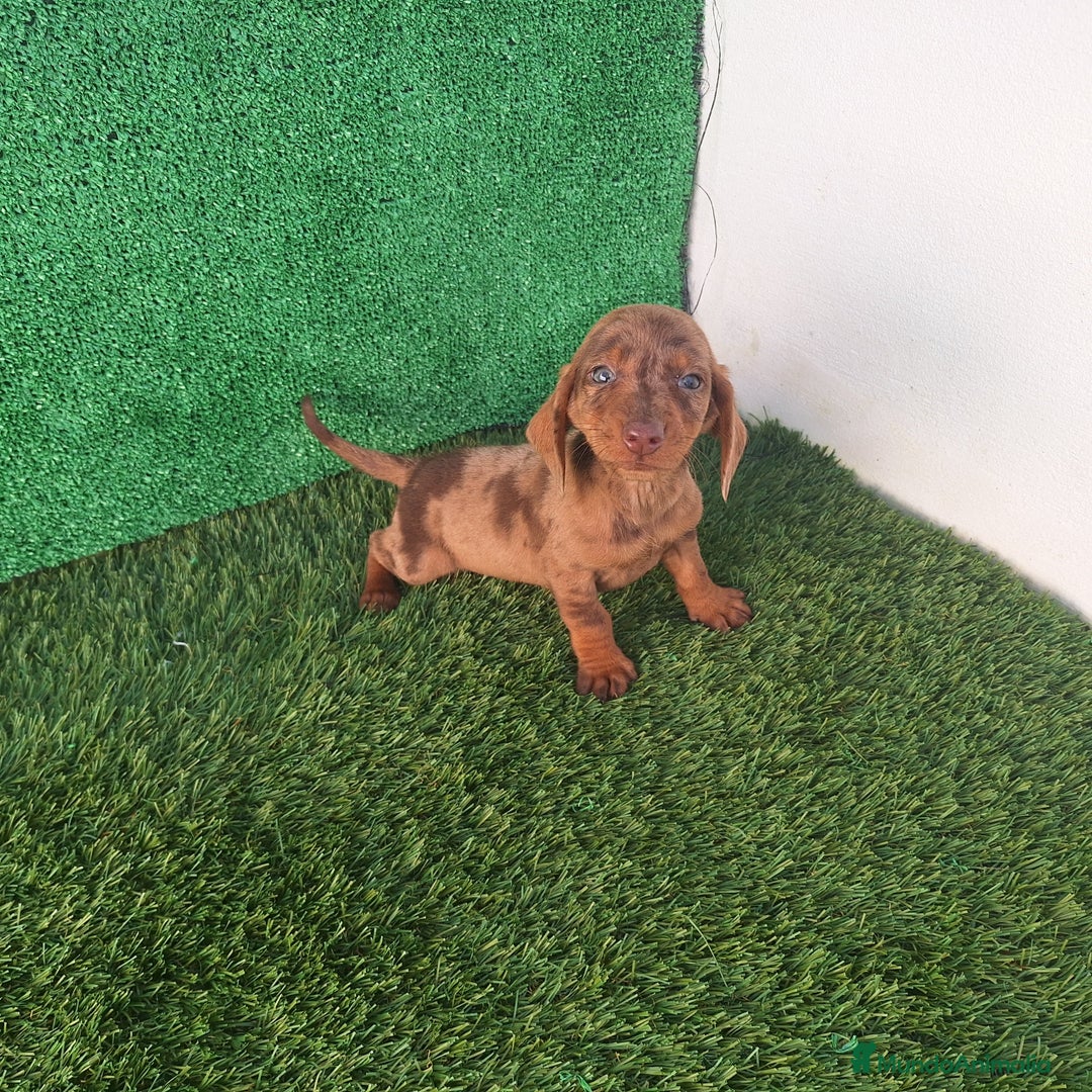 Teckel Miniatura perros en venta: TECKEL ARLEQUIN CHOCOLATE  - Anuncio 2