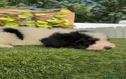 Perro de Agua Español perros en venta: PERRO DE AGUA MACHO - Imagen 14