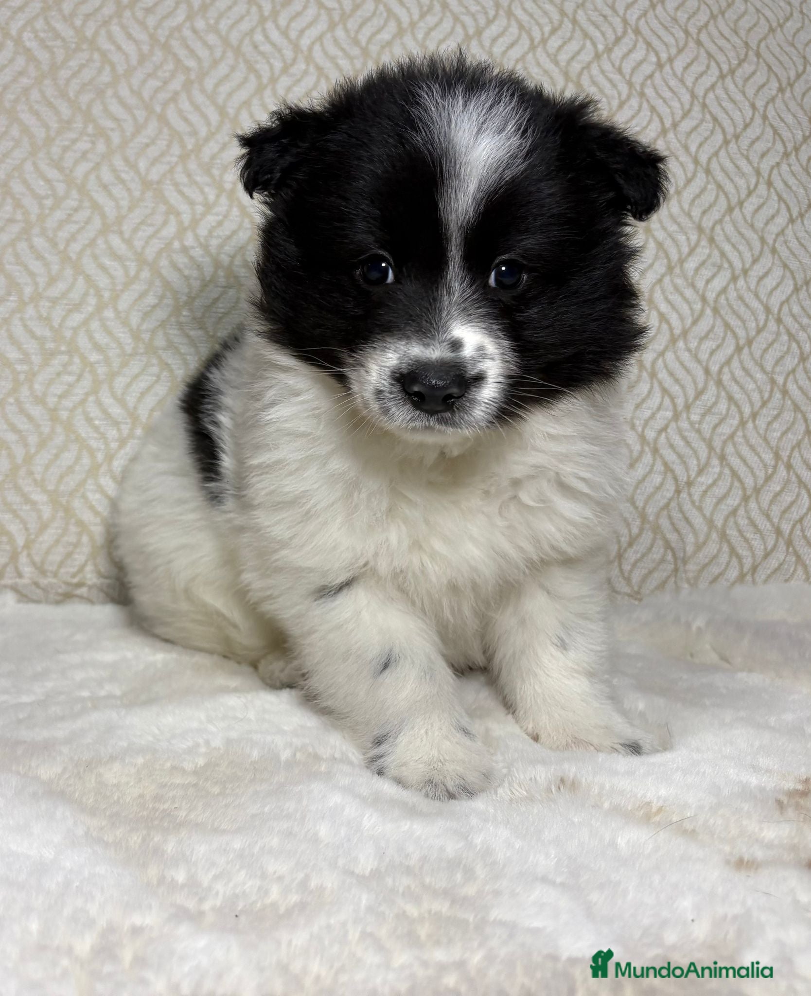 Border Collie perros Border collie macho precioso  - Anuncio 2