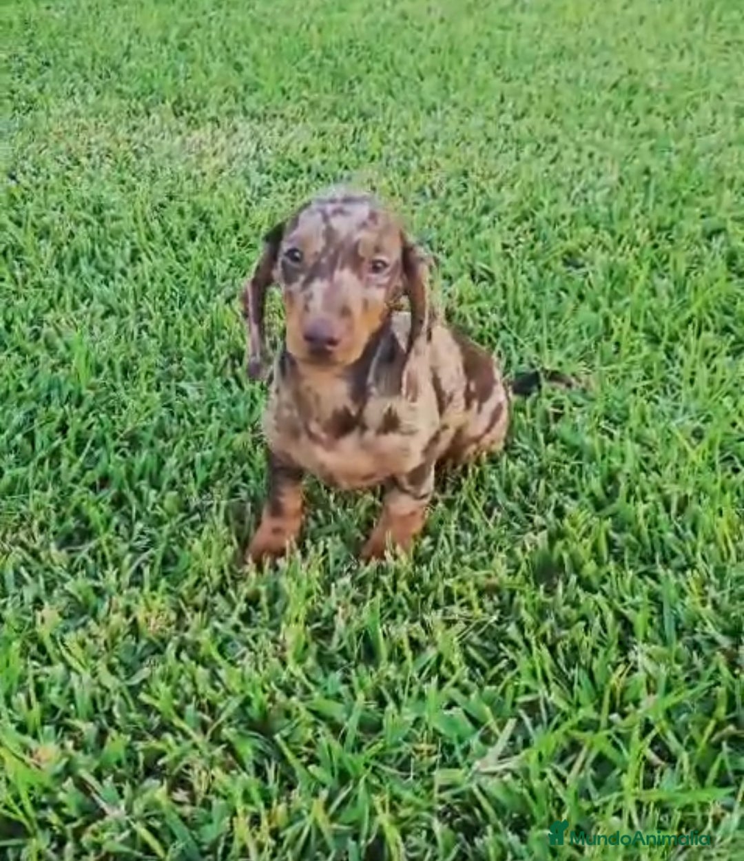 Teckel Miniatura perros en venta: TECKEL ARLEQUIN MACHO - Anuncio 3