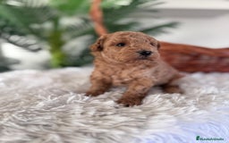 Caniche Toy perros en venta: CANICHE TOY MACHO - Anuncio 7