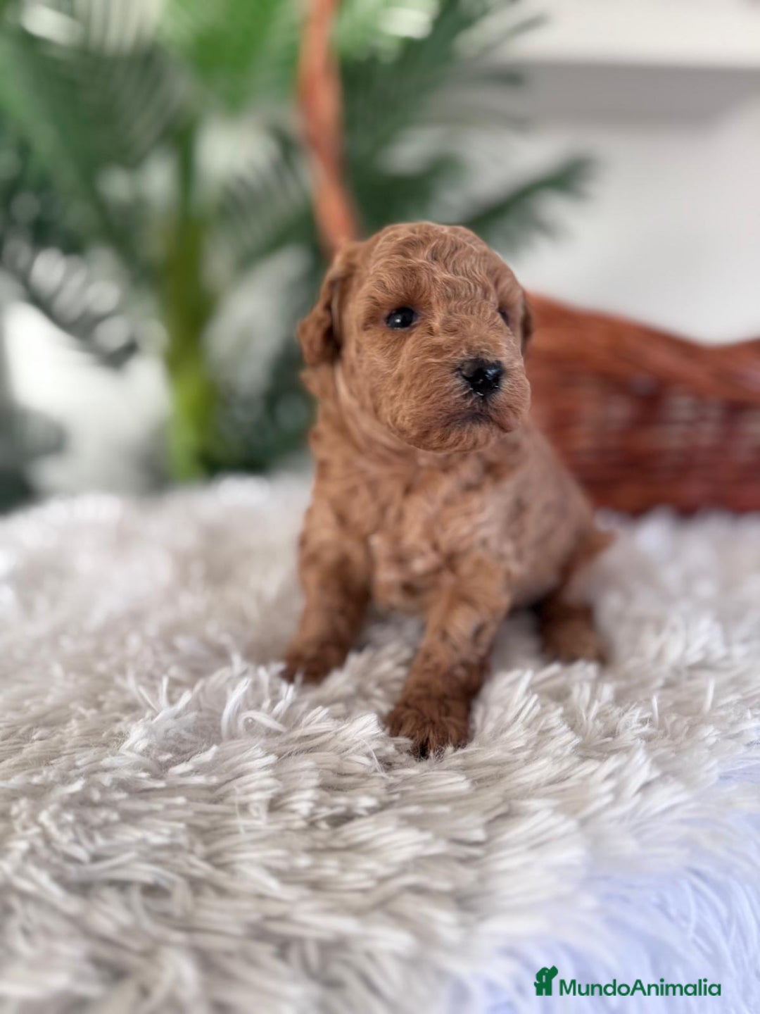 Caniche Toy perros en venta: CANICHE TOY MACHO - Anuncio 7