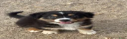 Pastor Australiano perros en venta: Cachorros pastor australiano  - Anuncio 1