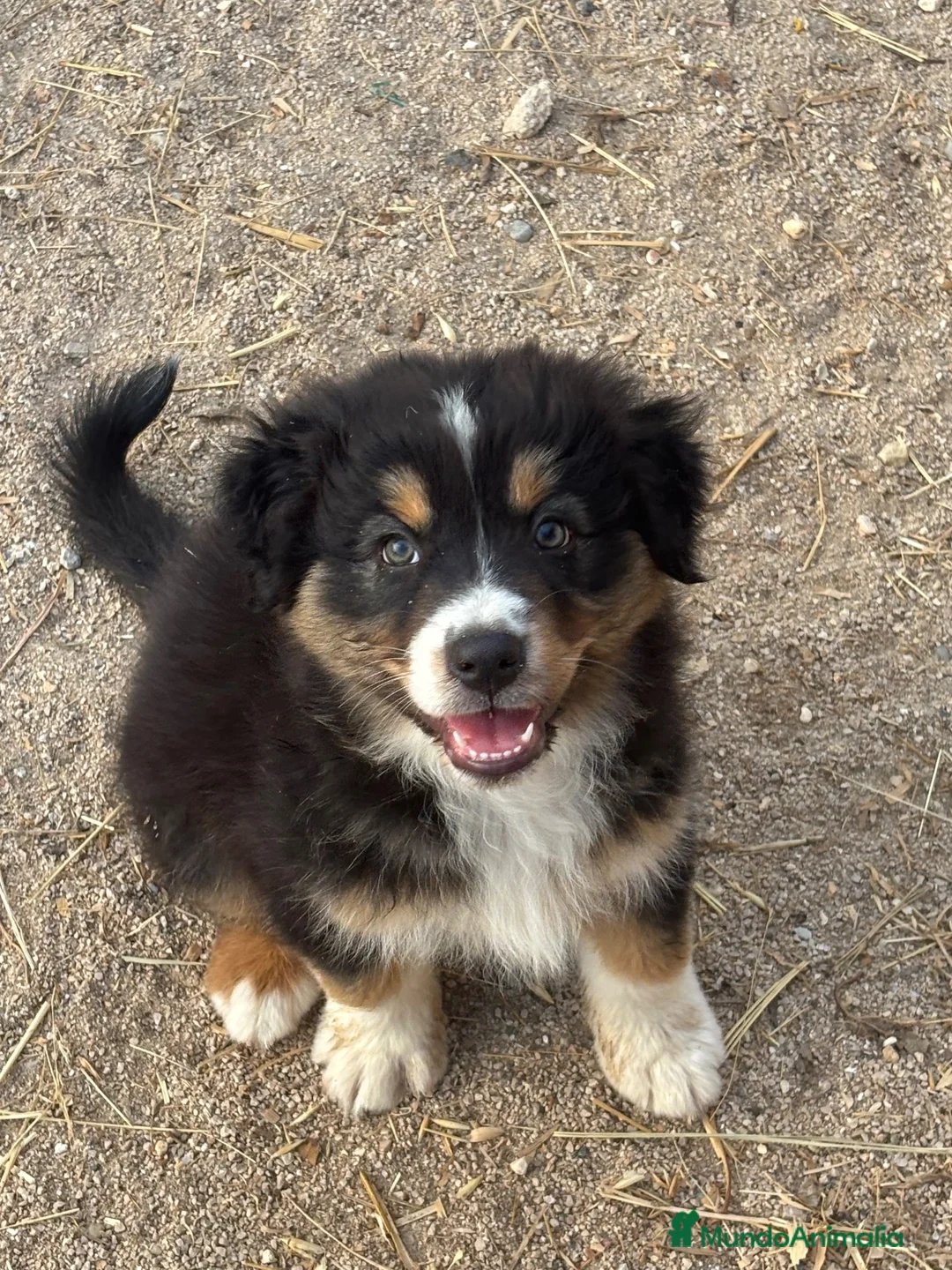 Pastor Australiano perros en venta: Cachorros pastor australiano  - Anuncio 1