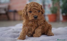 Caniche Toy perros en venta: ❤️ Caniche Toy rojo 🐾 - Imagen 4