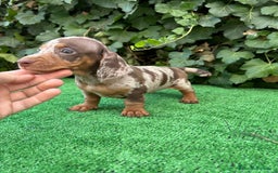 Teckel Miniatura perros en venta: teckel arlequin chocolate  - Imagen 2
